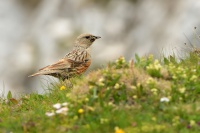 Pevuska podhorni - Prunella collaris - Alpine Accentor 7730